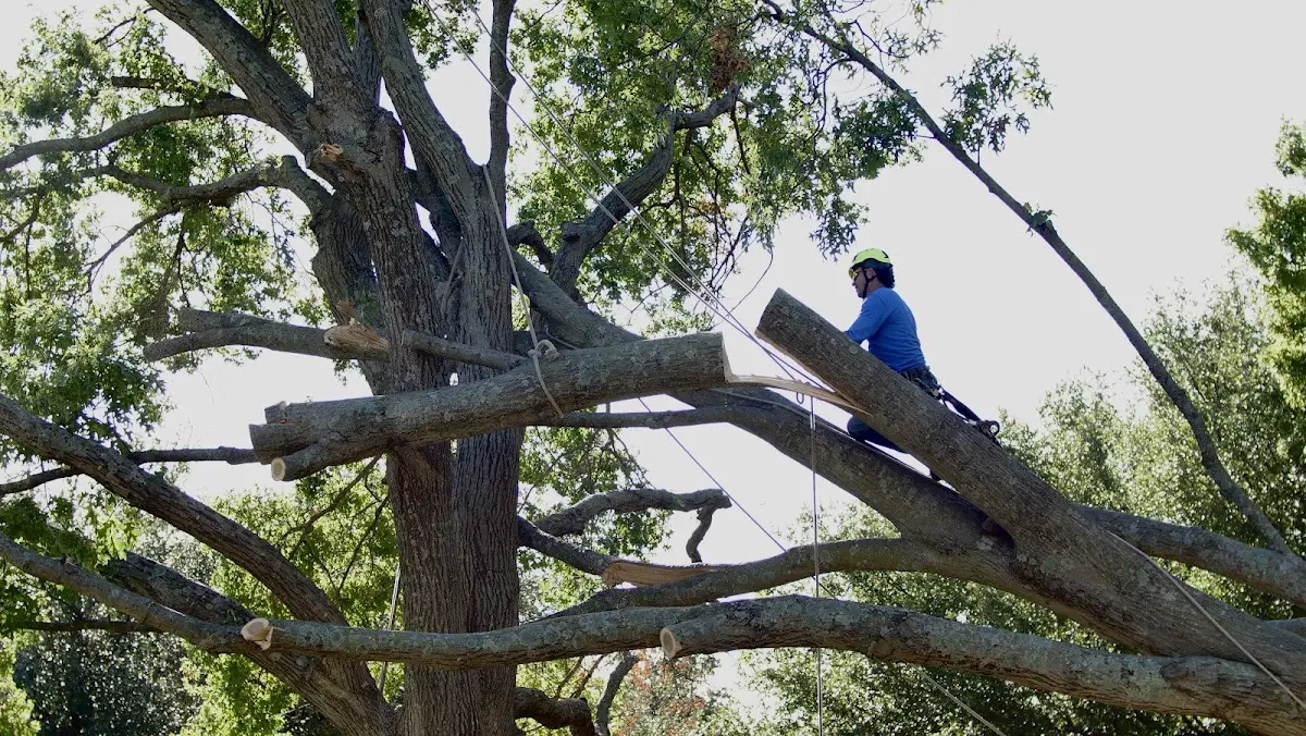 Professional Hazardous Tree Removal performed by certified arborists in Sweetwater
